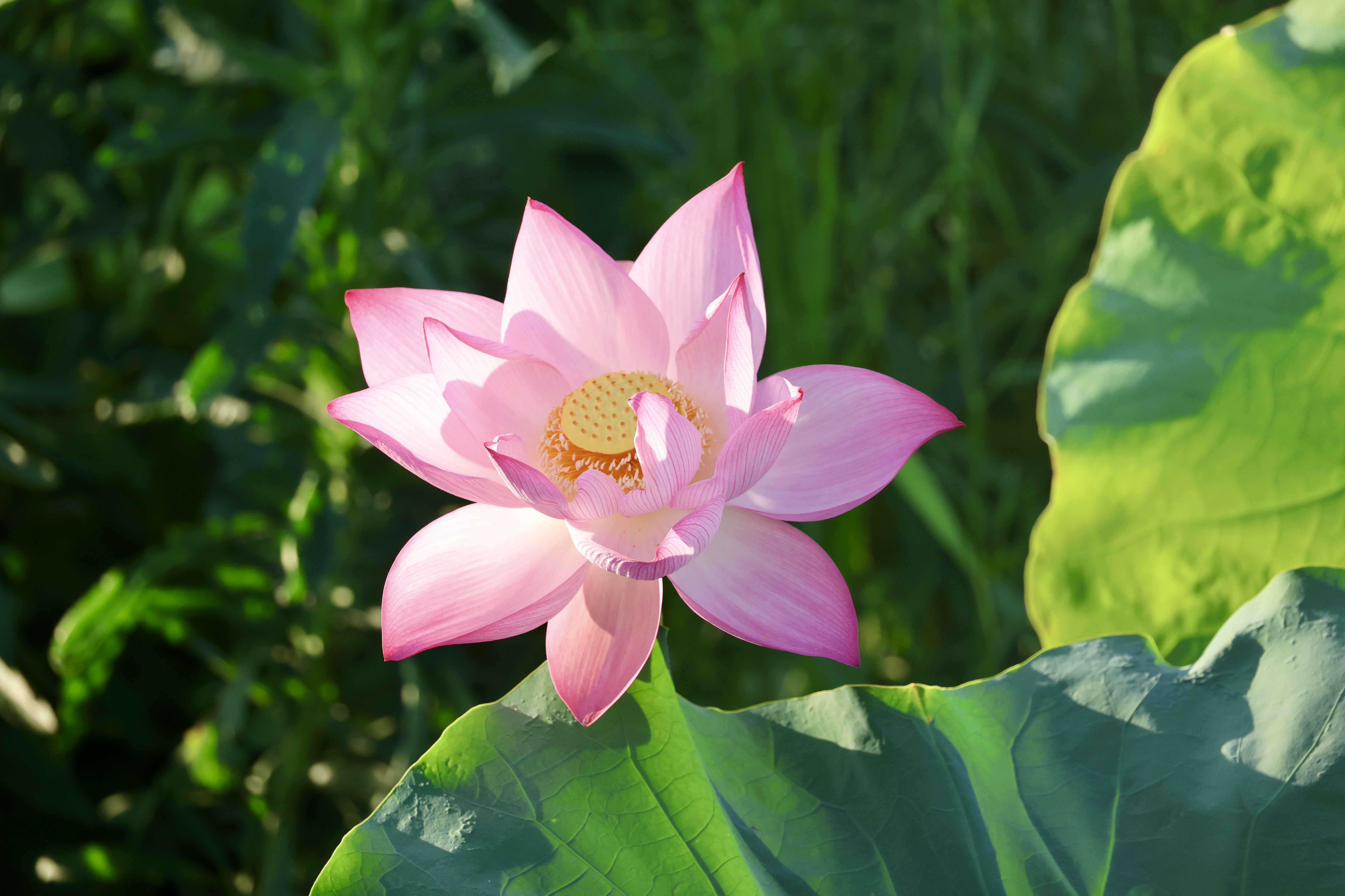 Sưởi nắng