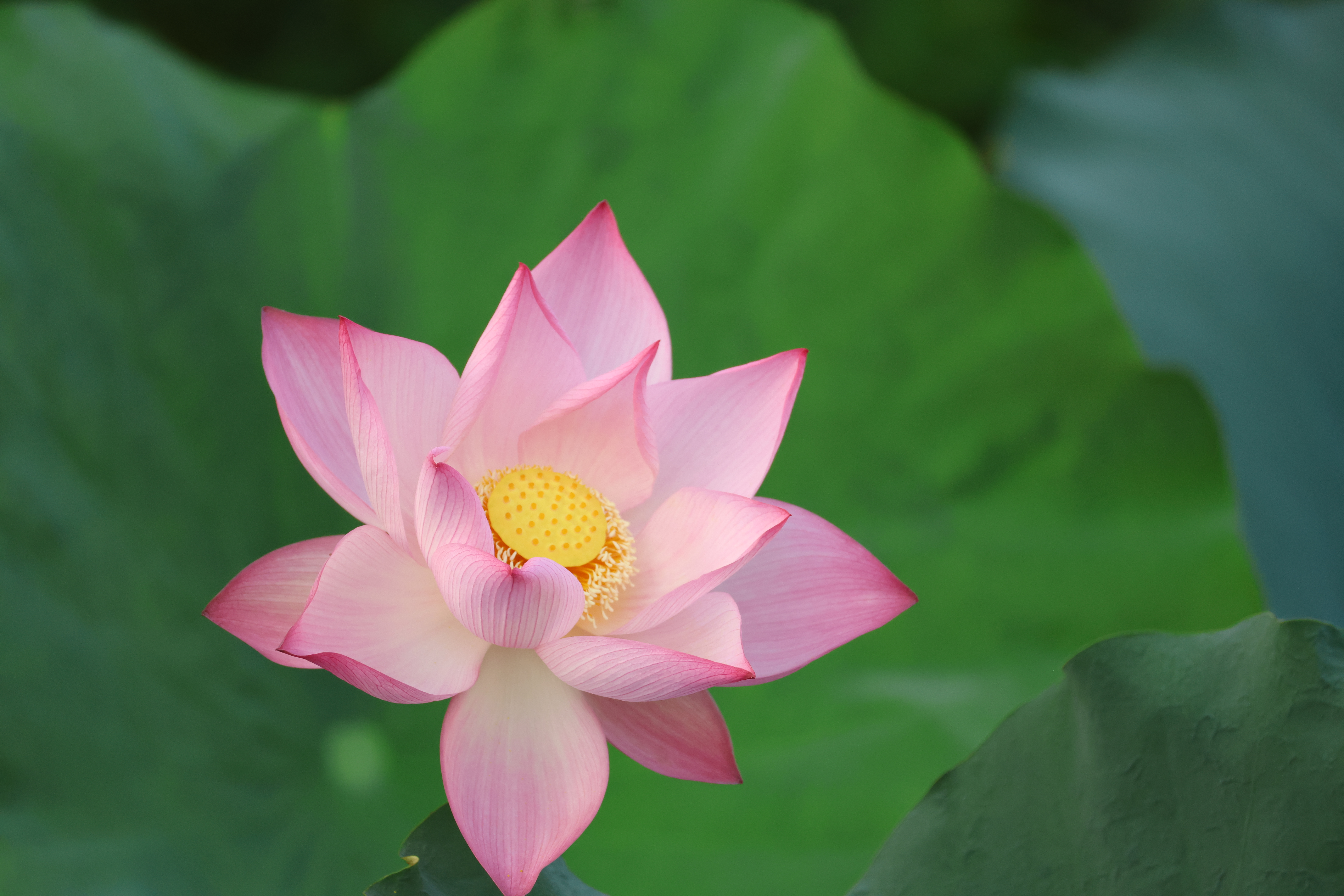 Nâng niu che chở