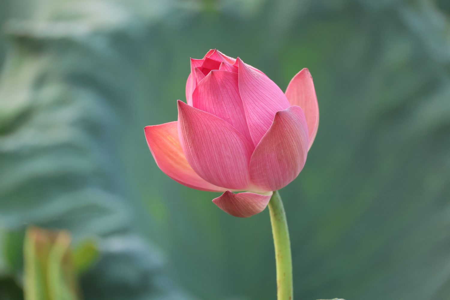 Sen hồng hé nở