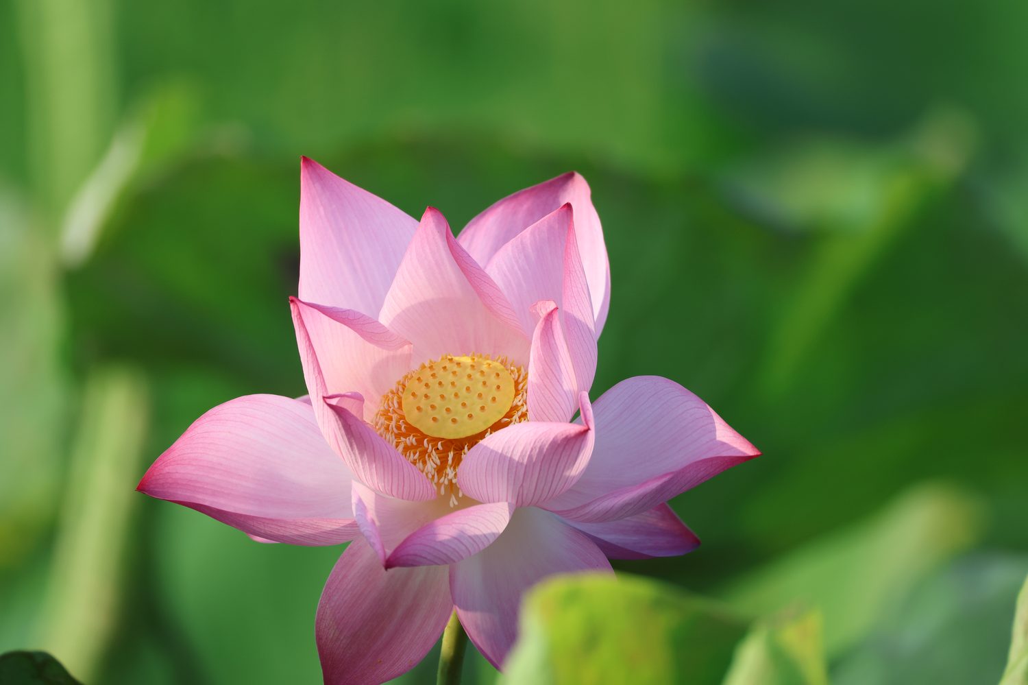 Sen mãn khai