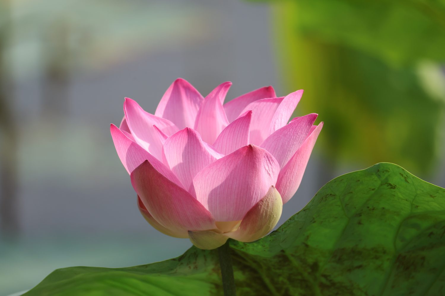 Sen nở bên lá