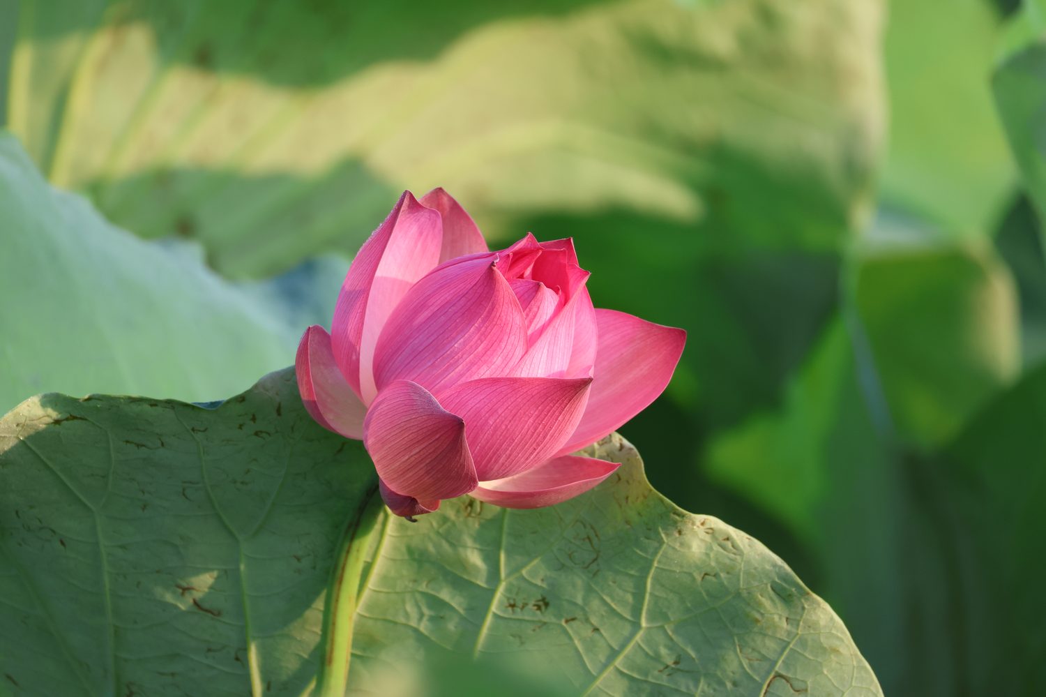 Búp sen trong nắng sớm
