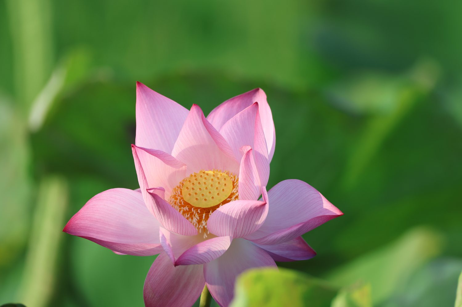 Gương sen vàng